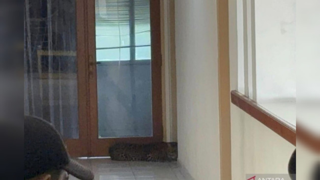 Penampakan Macan Tutul di Hotel Anugrah. [Instagram]